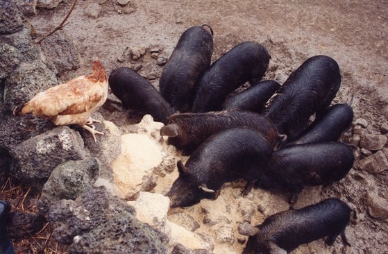 제주의 전통 화장실이나 돼지우리인 돗통시에서 키워지는 흑돼지들이 먹이를 먹고있다. 중앙포토