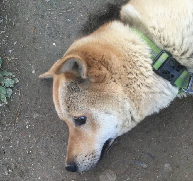 단풍이가 지난해 11월에 낳은 '꼬마'. 3개월 후에 잡아먹을 거라고 주인이 말했단다. 가족으로 맞아줄 이가 필요하다./사진=인스타그램(@god_savethe_dog)