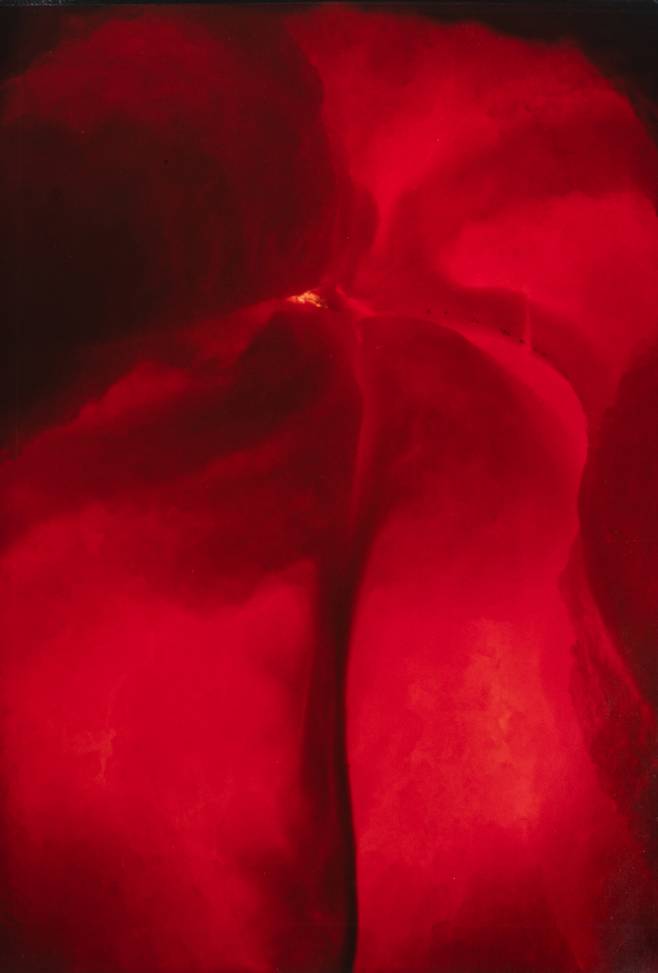 정영자, Plant 연작, 1980년대, 시바크롬 프린트, 49.5x34.5cm, 작가 소장 [사진제공=서울시립미술관]