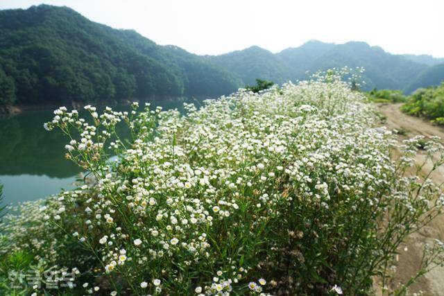 부소담악 인근 호수로 이어지는 산자락에 개망초가 흐드러지게 피었다. 가끔씩 낚시꾼만 찾는 곳이다.