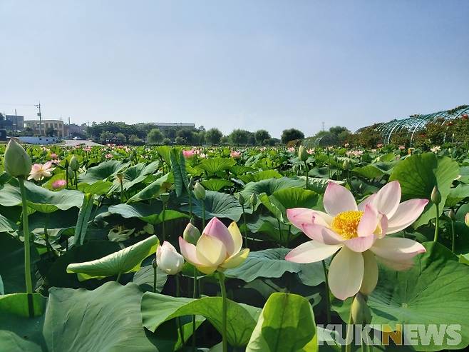 당진 합덕제 연꽃.