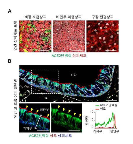 비강 섬모세포 끝부분에 다량 존재하는 코로나19 바이러스 ACE2수용체  [기초과학연구원 제공. 재판매 및 DB 금지]