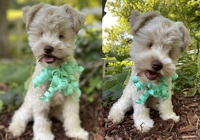 최근 영국에서 초소형 '티컵' 크기의 강아지가 양쪽 눈이 없는 상태로 태어났다. (메트로 갈무리) © 뉴스1