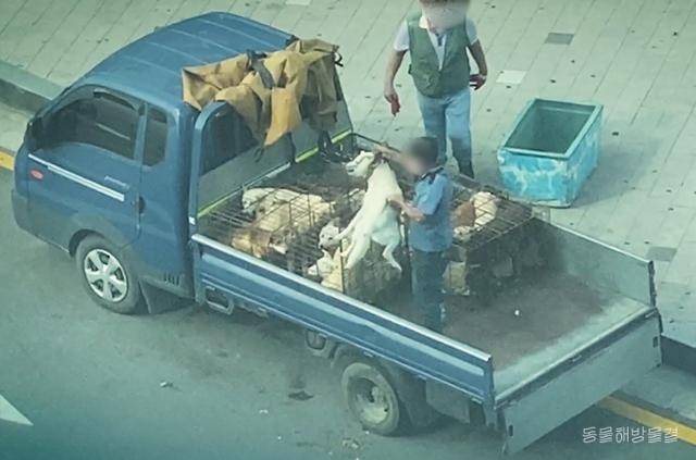 모란시장에서 개인으로부터 사들인 개를 다른 개들과 함께 도살장으로 운송하고 있다. 동물해방물결 제공