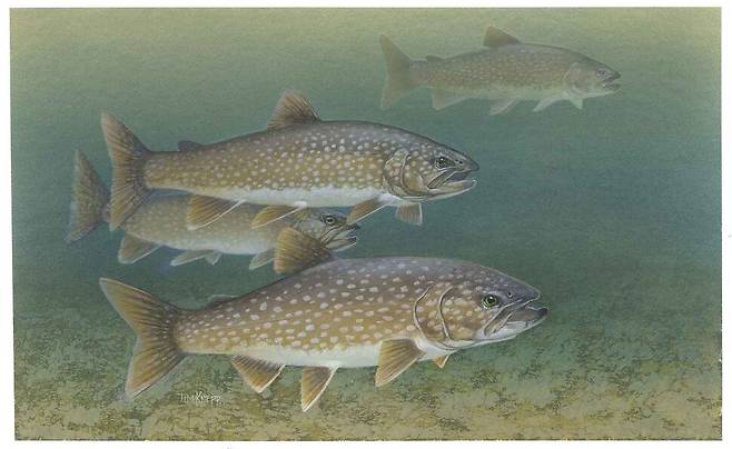 북미에 서식하는 연못송어 그림. 사냥철에 뇌가 커졌다 활동이 둔해지는 계절엔 줄어든다. 네프 티머시, 미국 어류 및 야생동물관리청 제공.