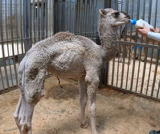 대전 오월드에서 태어난 낙타. 사진 대전 오월드