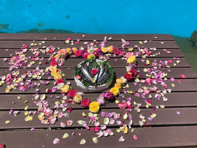 서울대공원 해양관 사육사가 남미 바다사자를 위해 마련한 장미꽃으로 장식한 고등어. 고은경 기자