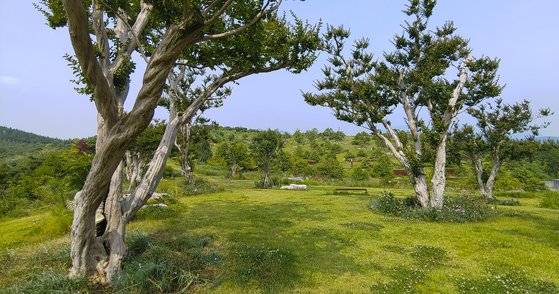 수백년 묵은 배롱나무의 모습. 7월에 분홍 꽃이 흐드러지게 핀다. 권혁재 사진전문기자