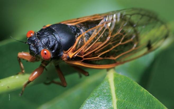 위키피디아 제공