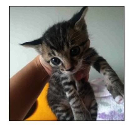 새끼고양이 고등어 [사진 출처 = 대전지법 판결공보]