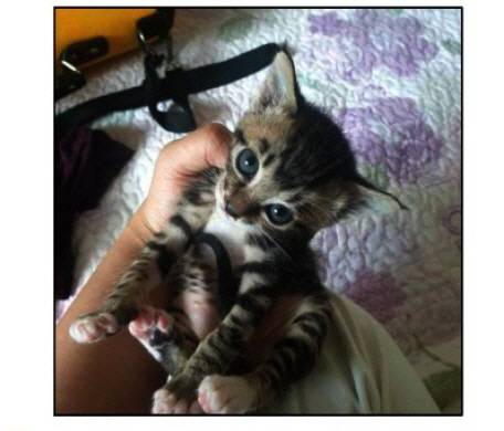 새끼고양이 고등어 [사진 출처 = 대전지법 판결공보]