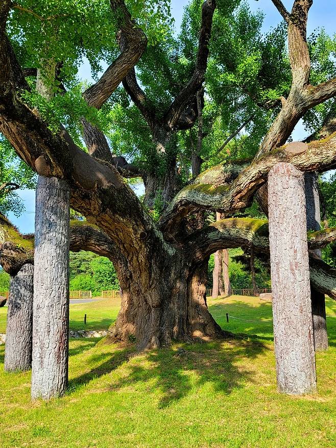 도동서원 400년 은행나무