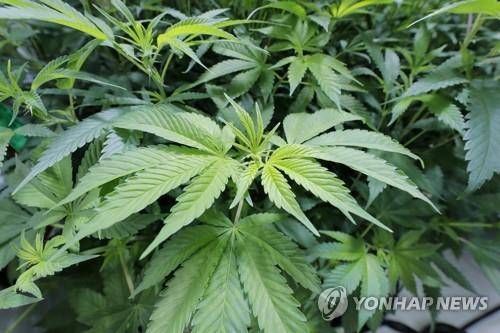 미국 루이지애나주의 '의료용 마리화나 프로그램'에 따라 재배되는 대마  [AP=연합뉴스]