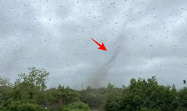 러시아 현지시간으로 17일 극동 캄차카 지역에 등장한 대규모 모기떼. 사진 시베리안타임스