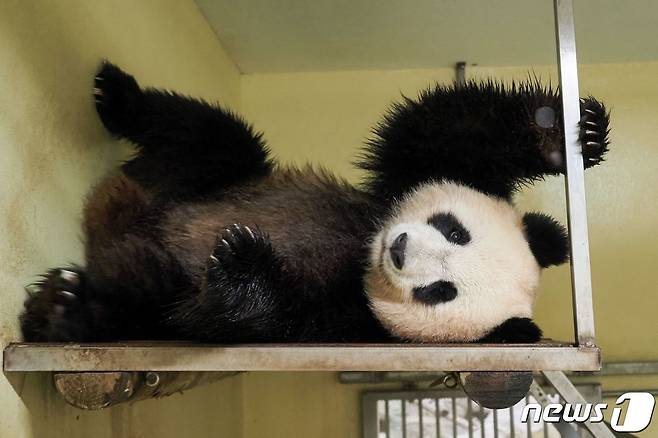 대왕판다 환환. © AFP=뉴스1 © News1 정윤영 기자