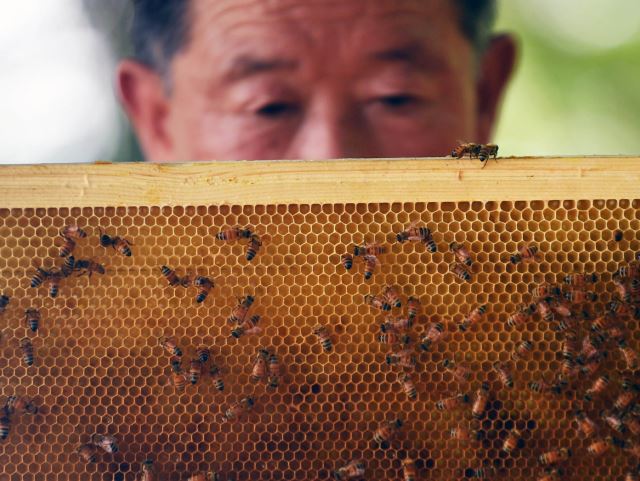 김무경(67)씨가 벌통에서 꿀벌을 꺼내 취재진에 보여주고 있다. 공주=윤성호 기자