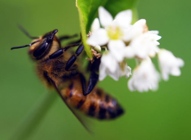 꿀벌이 꽃에 앉아 쉬고 있다. 공주=윤성호 기자