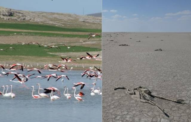 왼쪽은 과거 투즈호의 전경, 게티이미지뱅크. 오른쪽은 플라밍코 집단폐사가 일어난 투즈호의 모습, 사진작가 파리 퉁코 인스타그램
