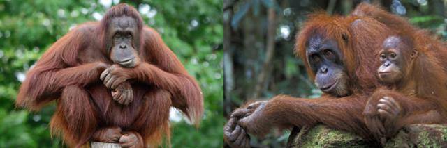 보르네오(칼리만탄)오랑우탄(왼쪽 사진)과 수마트라오랑우탄. 인도네시아 정부 제공