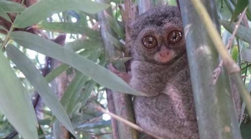 유령안경원숭이. CNN인도네시아 캡처