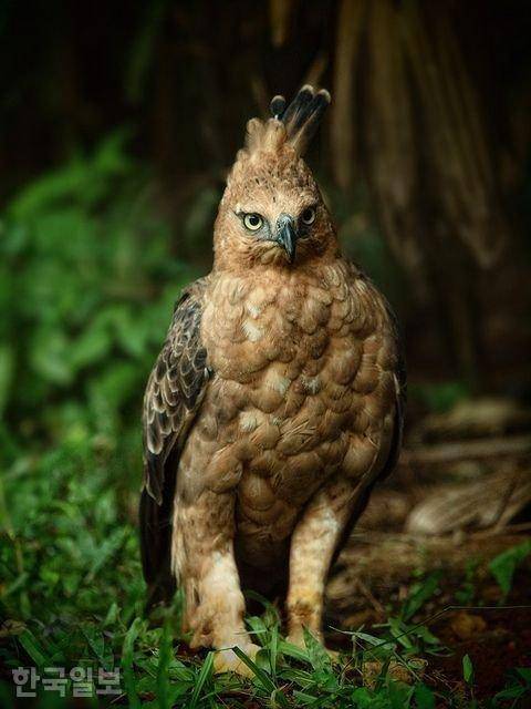 자바독수리라 불리는 자바뿔매. 인도네시아 정부 제공