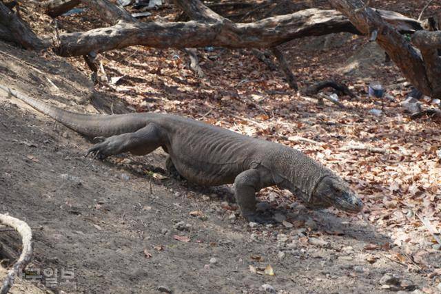 인도네시아 코모도국립공원에서 어슬렁거리는 코모도왕도마뱀. 코모도국립공원=고찬유 특파원