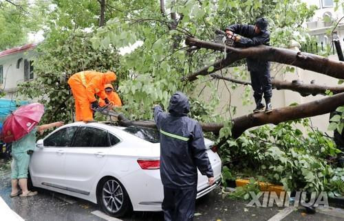 상하이 시내에서 태풍이 동반한 강풍으로 쓰러진 가로수 [신화=연합뉴스]