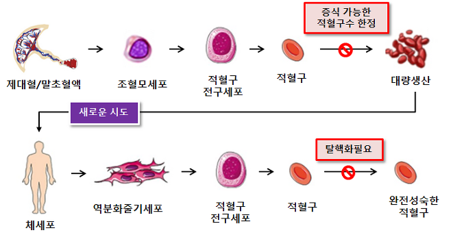세포 기반 인공혈액 생성 기술 현황과 한계.