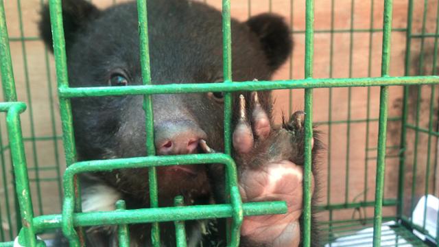 경기 용인의 한 사육곰 농장에서 불법 증식된 반달가슴곰이 식용 개를 키우는 '뜬 장'을 본떠 만든 철제 우리에 갇혀 있다. 녹색연합 제공