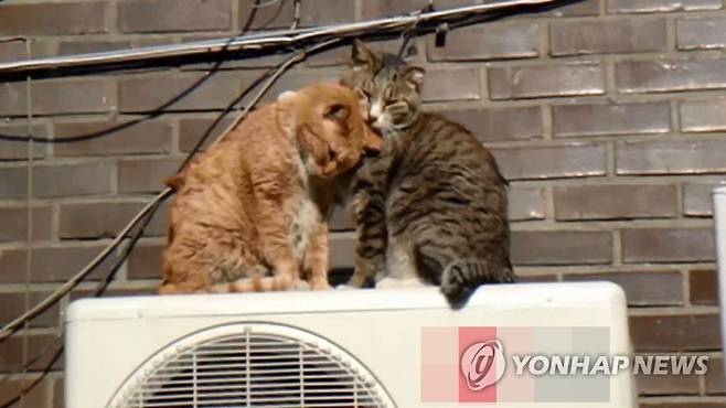 고양이(기사 내용과 직접적인 관계없음) [연합뉴스TV 제공. 재판매 및 DB 금지]