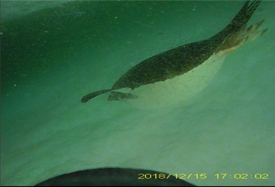 난센 빙붕 붕괴 후 노출된 바다에서 사냥중인 아델리 펭귄이 2018년 12월 15일 펭귄에 부착된 카메라에 찍혔다. 극지연구소 제공.