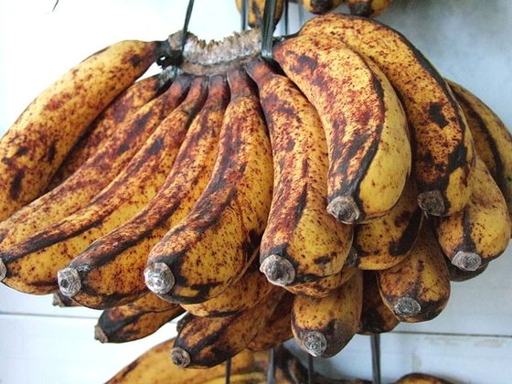 열대지방 디져트로 먹는 바란간 바나나(Barangan Banana). [사진 Midori on Wikimedia Commons]