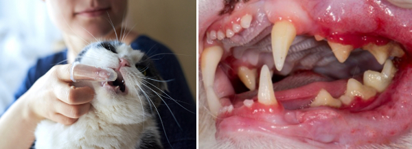 고양이의 구강 건강을 위해 양치질을 하고 있다. 오른쪽은 고양이의 잇몸이 염증으로 붉게 변한 모습. 게티이미지뱅크, VCA동물병원