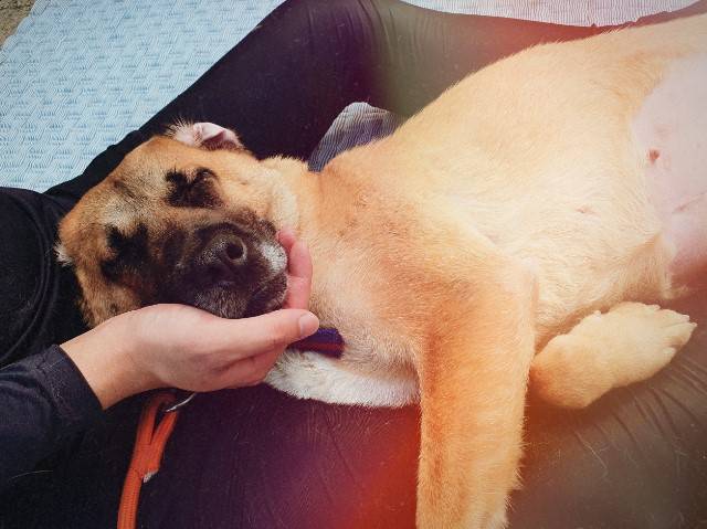 계양산 시민보호소 봉사자의 따스한 손 위에서 곤히 잠든 쥬디. 나쁜 기억은 잊고 좋은 꿈만 꾸기를./사진=롯데목장 개살리기 시민모임(인스타그램 @lotte250dogs)