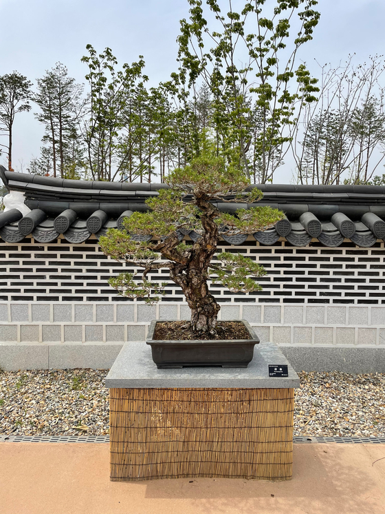 A bunjae tree is displayed at Sejong National Arboretum. [LEE SUN-MIN]