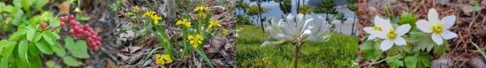 왼쪽부터 멸종위기종인 청사조와 노랑붓꽃, 위기종인 위도상사화와 모데미풀