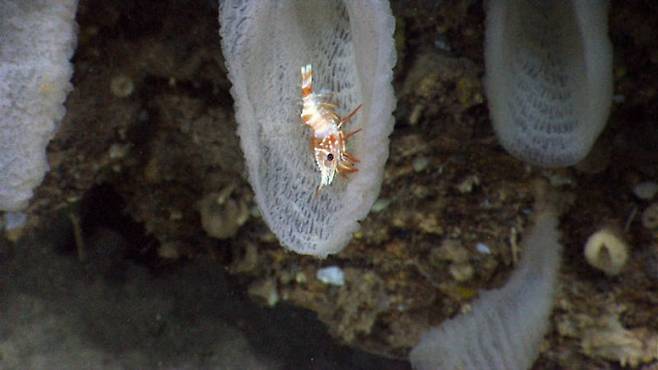 일본에서는 비너스의 꽃바구니를 카이로도케쯔(偕老同穴)라고 부른다. 원래는 해면 안에 갇혀 사는 새우 한 쌍을 일컫는 말이었다가 해면 자체의 이름이 됐다. 안에 사는 새우가 잘 보이게 해면 한쪽을 뜯었다. NOAA 제공
