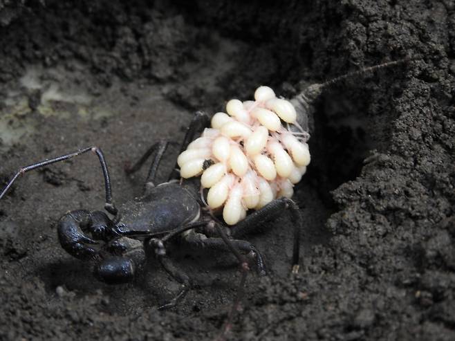 암컷 식초전갈(육지가재)이 여러마리의 새끼를 등에 업고 힘겹게 이동하고 있다. /Diego Barrales. iNaturalist