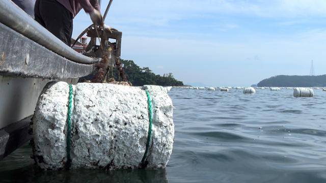 지난달 24일 경남 통영의 한 굴 양식장에 스티로폼 부표가 떠 있다. 바다 위에 떠있는 스티로폼 부표는 부서지고 부식되면서 미세플라스틱으로 변한다. 현유리 PD