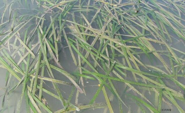 통영 바다에 복원된 해양식물 잘피 숲. 이산화탄소를 흡수한다. 통영거제환경운동연합 제공