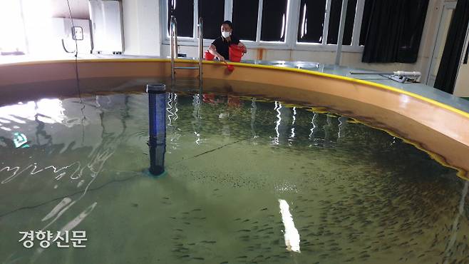 강형철 연구사가 육상 수조에서 80여일간 키운 참조기 치어에게 먹이를 주고 있다. 박미라 기자