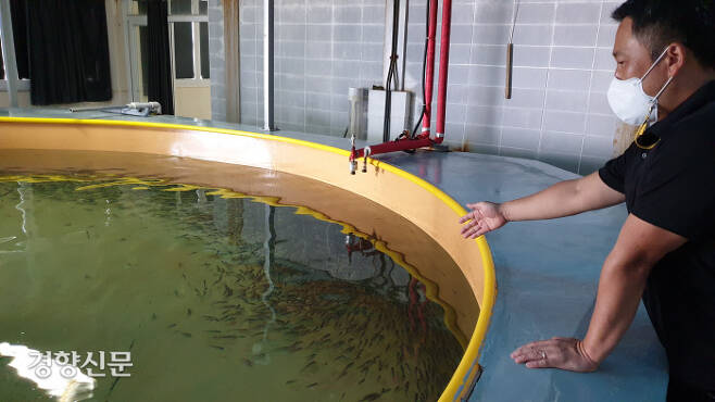 제주 서귀포시 제주도 해양수산연구원에서 지난 3일 강형철 연구사가 참조기 치어에게 먹이를 주고 있다. 박미라 기자