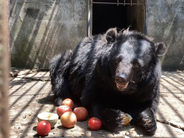 강원 화천군 사육곰 농장에서 살던 '편안이'가 과일을 먹고 있다. 편안이는 얼마 전 내실로 들어가 죽은 채 발견됐다. 곰보금자리프로젝트 제공