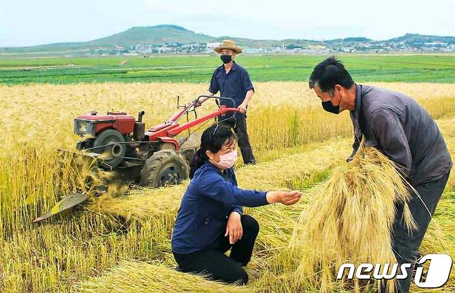 (평양 노동신문=뉴스1) = 북한 노동당 기관지 노동신문은 지난 6월18일 농업부문에서 올해 반드시 성과를 내야 한다고 강조했다.  [국내에서만 사용가능. 재배포 금지. DB 금지. For Use Only in the Republic of Korea. Redistribution Prohibited] rodongphoto@news1.kr