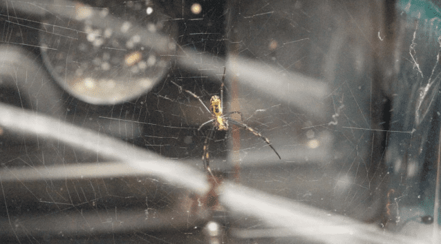 NASA는 2011년 황금무당거미를 우주로 데려가 거미줄 치는 실험을 했다. (사진=씨넷)