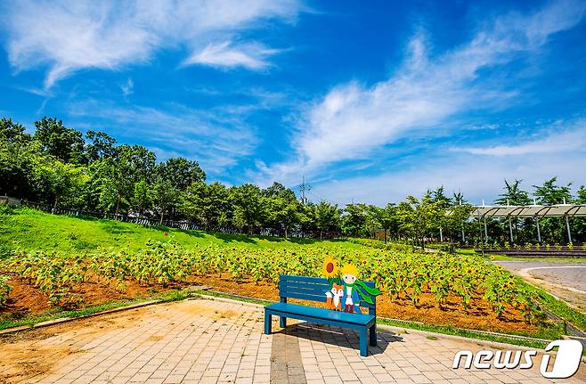 고북면 국화황토공원에 만개한 해바라기© 뉴스1