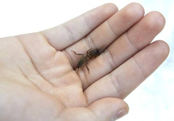 땅굴을 파서 생활하는 땅강아지는 앞발이 다른 발에 비해 크고 발달돼 있다. 이 앞발은 땅을 팔 때 포크레인처럼 활약한다.