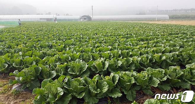 가을배추 재배 현장.(괴산군 제공)© 뉴스1