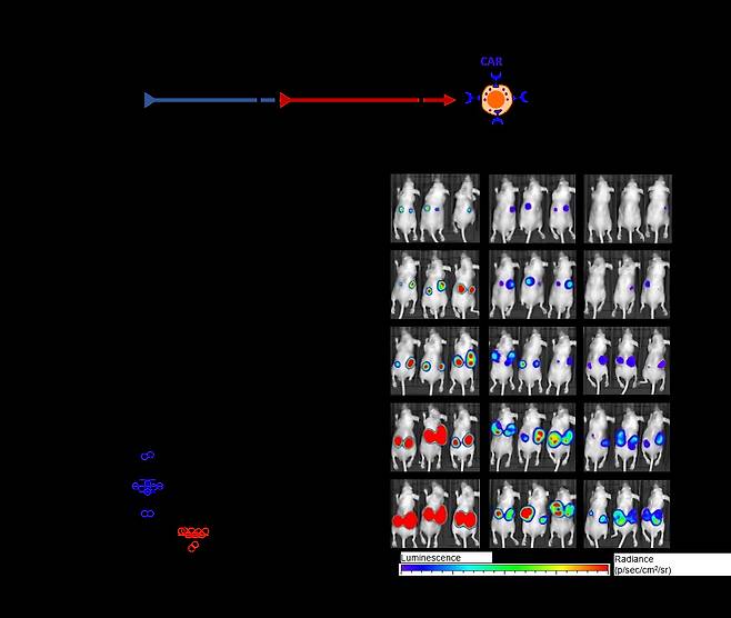 (a)CAR-drNKs 생산 모식도. (b)CAR-drNKs의 체내 항암 활성도 분석한 모식도. (c)COLO 205-Luc 접종 후 표시된 날짜에 측정한 쥐의 대표적인 생체발광 이미지. (d) (c)에서 표가 35일째 측정한 이미지 결과의 정량적 그래프.[한국생명공학연구원 제공]