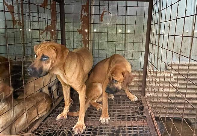 ‘개고기’가 될 운명이었지만 갈비뼈가 훤히 드러나 있었고, 뜬장에 웅크리고 있는 도사견들은 눈꼽이 잔뜩 끼어 있었다.